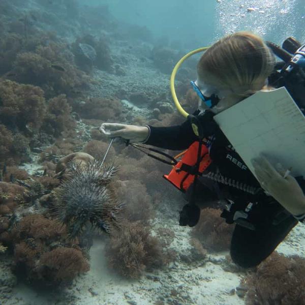 Crown of Thorns survey